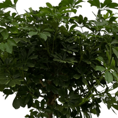 Schefflera Nora stam 2 - LushLeaf | Online planten bestellen