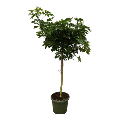 Schefflera Nora stam 1 - LushLeaf | Online planten bestellen