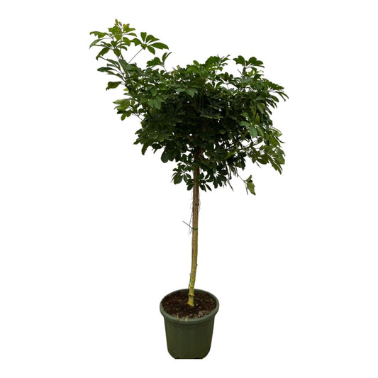 Schefflera Nora stam 1 - LushLeaf | Online planten bestellen