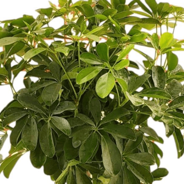 Schefflera op stam 2 - LushLeaf | Online planten bestellen