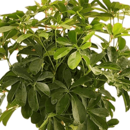 Schefflera op stam 2 - LushLeaf | Online planten bestellen