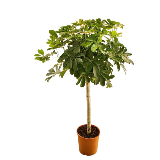 Schefflera op stam 1 - LushLeaf | Online planten bestellen