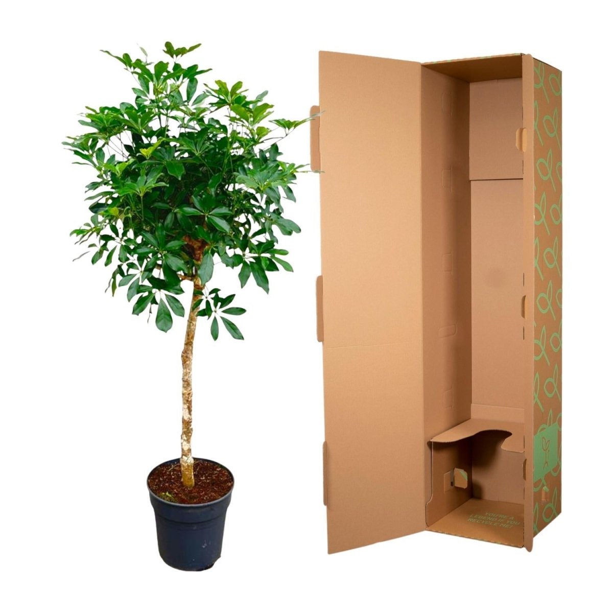 Schefflera op stam | XL 5 - LushLeaf | Online planten bestellen