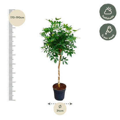 Schefflera op stam | XL 4 - LushLeaf | Online planten bestellen