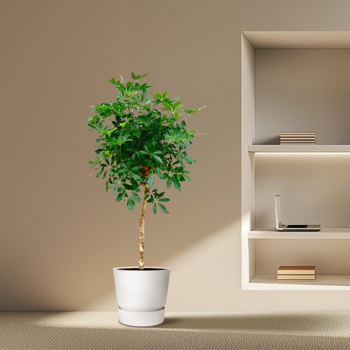 Schefflera op stam | XL 3 - LushLeaf | Online planten bestellen