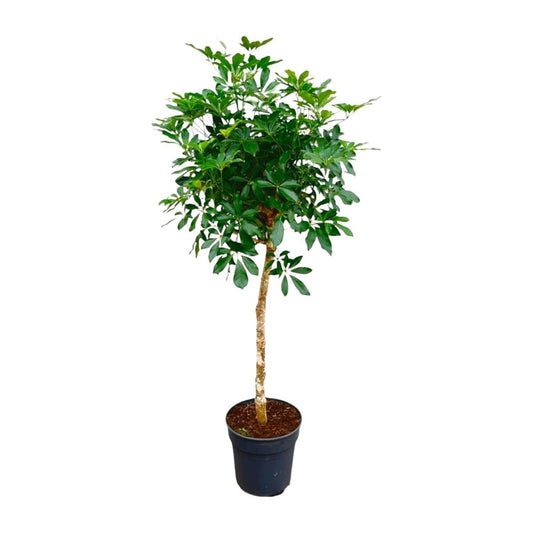 Schefflera op stam | XL 1 - LushLeaf | Online planten bestellen