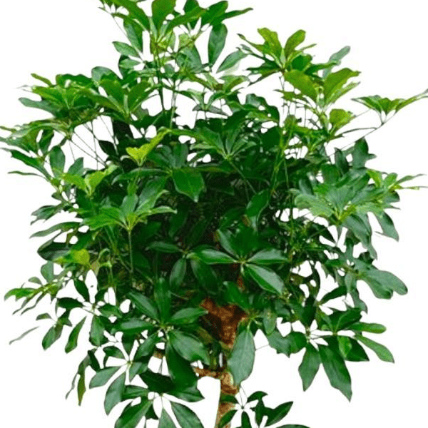 Schefflera op stam | XL 2 - LushLeaf | Online planten bestellen