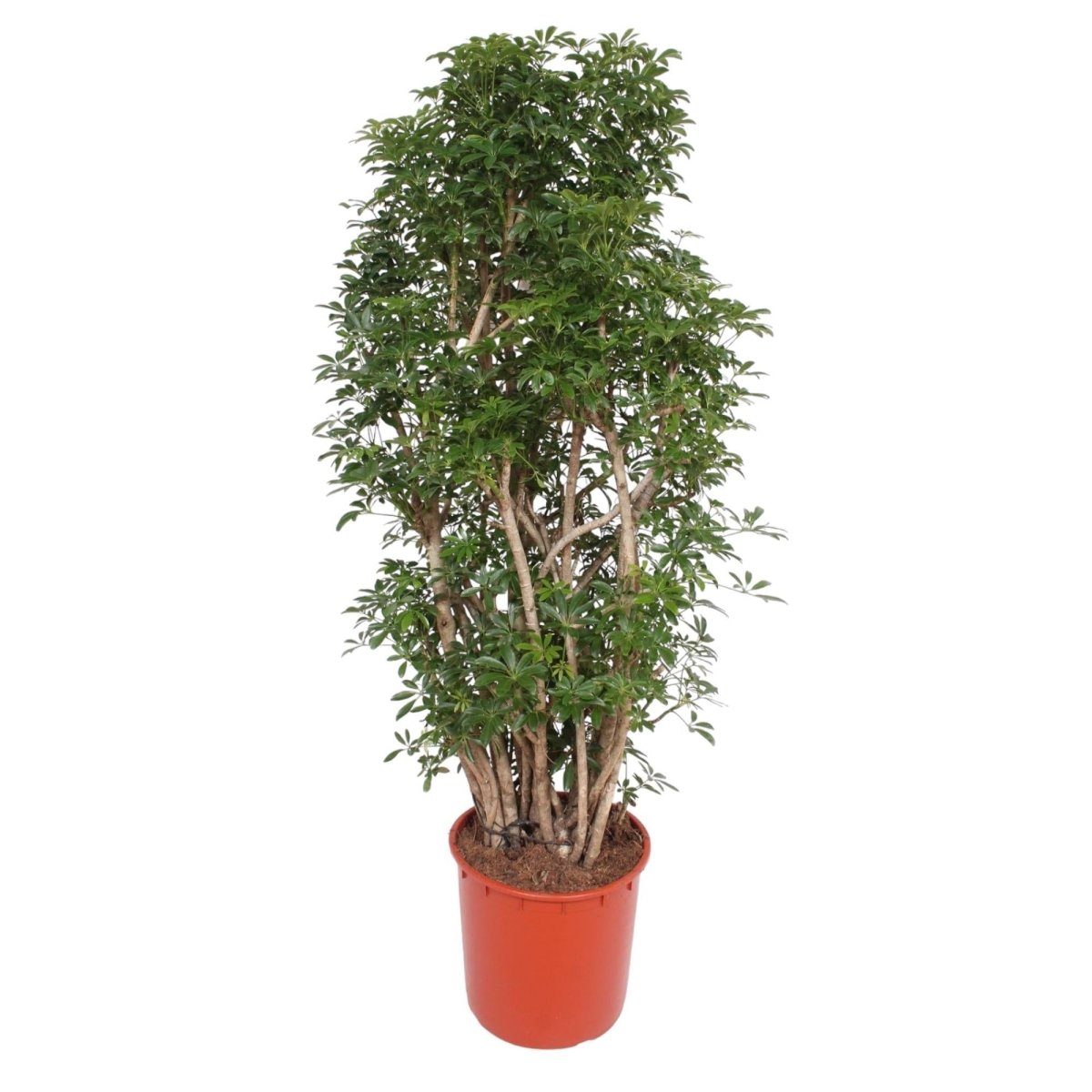 Scheflera Luseana 1 - LushLeaf | Online planten bestellen