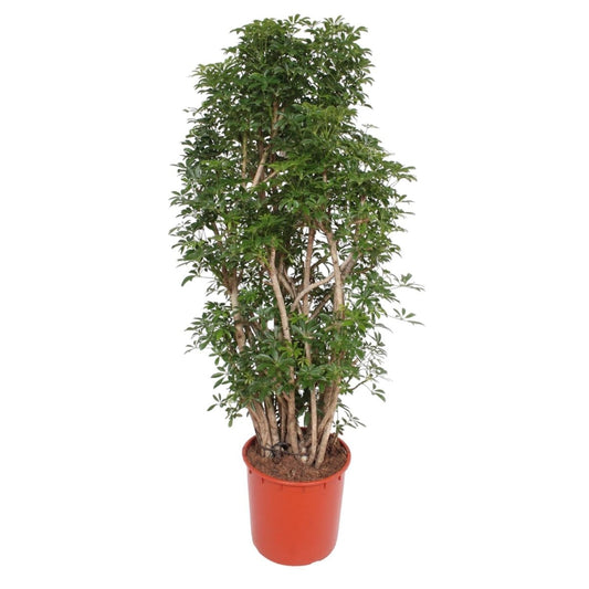 Scheflera Luseana 1 - LushLeaf | Online planten bestellen