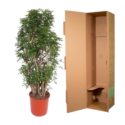 Scheflera Luseana 5 - LushLeaf | Online planten bestellen