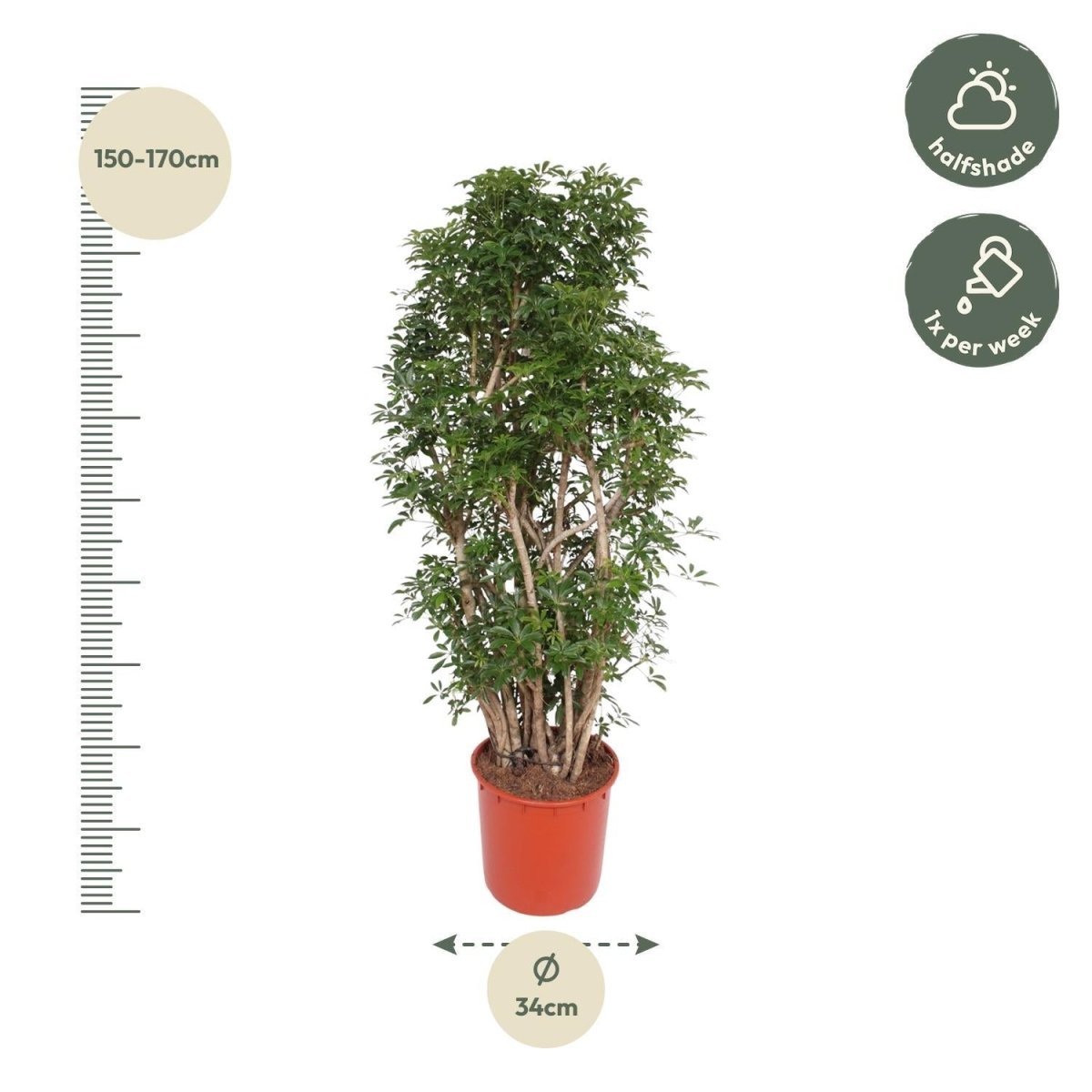 Scheflera Luseana 4 - LushLeaf | Online planten bestellen