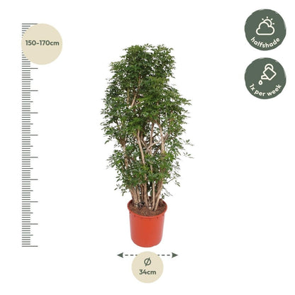 Scheflera Luseana 4 - LushLeaf | Online planten bestellen