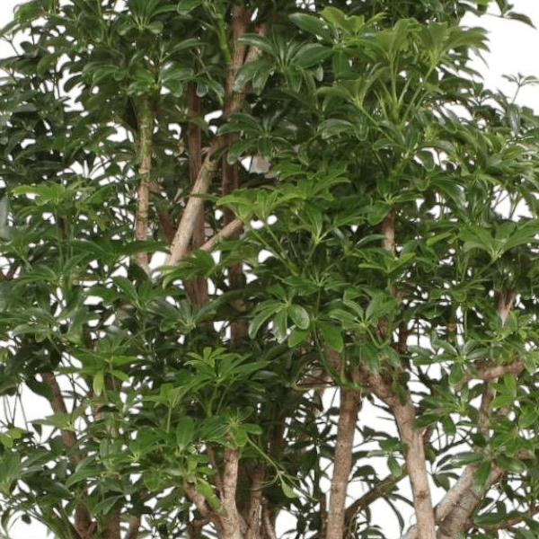 Scheflera Luseana 2 - LushLeaf | Online planten bestellen
