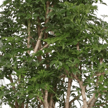 Scheflera Luseana 2 - LushLeaf | Online planten bestellen