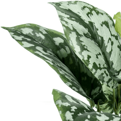 Scindapsus Pictus - Geluksplant | Kunstplant 2 - LushLeaf | Online planten bestellen