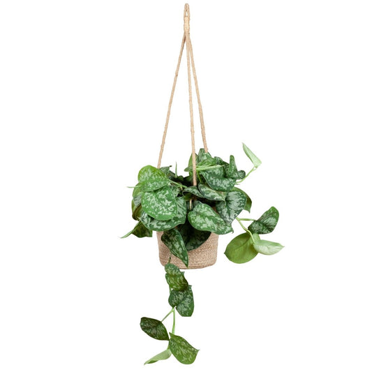 Scindapsus Pictus met hangpot 1 - LushLeaf | Online planten bestellen