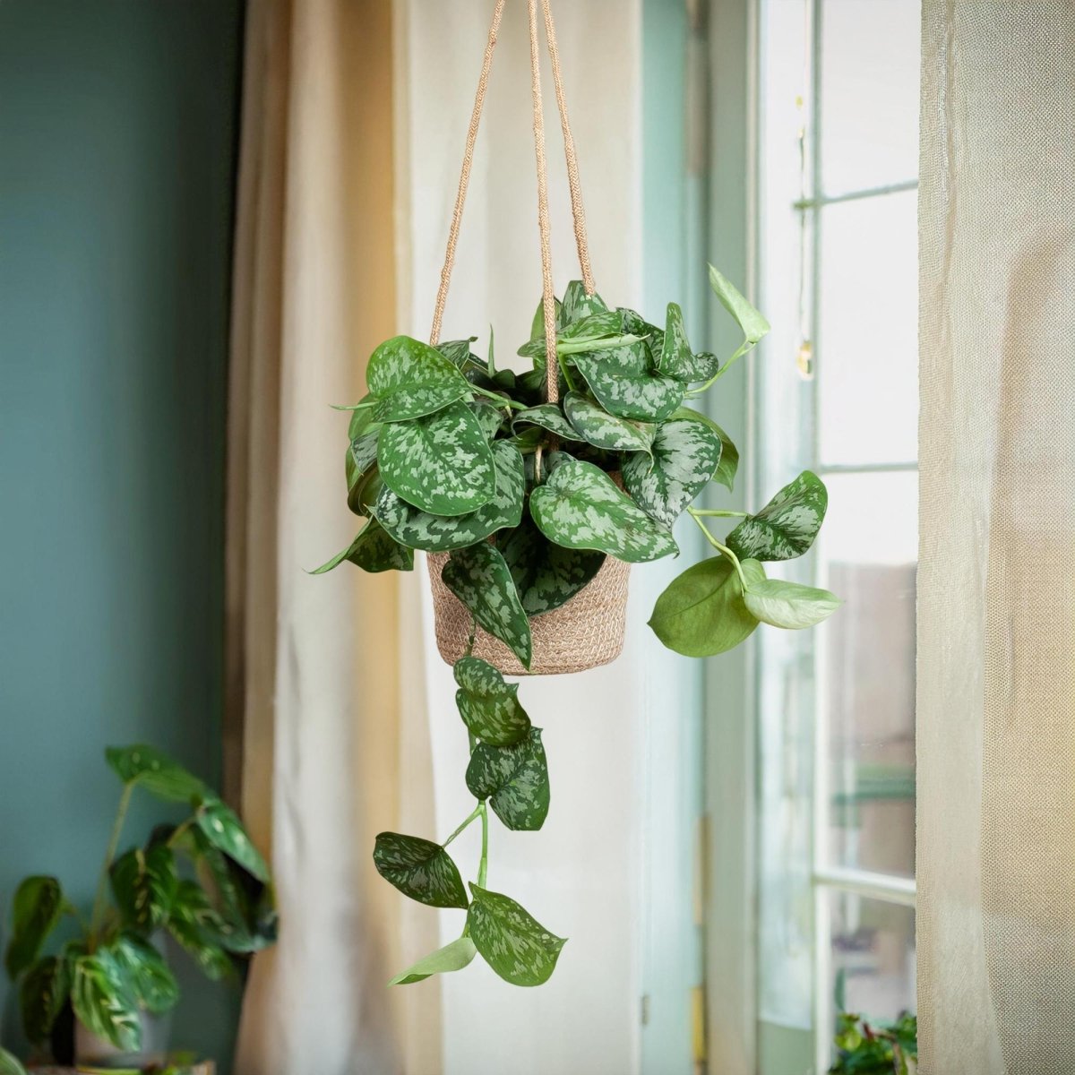 Scindapsus Pictus met hangpot 3 - LushLeaf | Online planten bestellen
