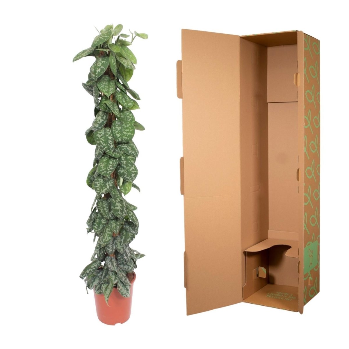Scindapsus Pictus Trebie mosstok 5 - LushLeaf | Online planten bestellen