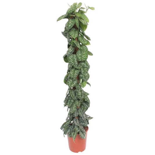Scindapsus Pictus Trebie mosstok 1 - LushLeaf | Online planten bestellen