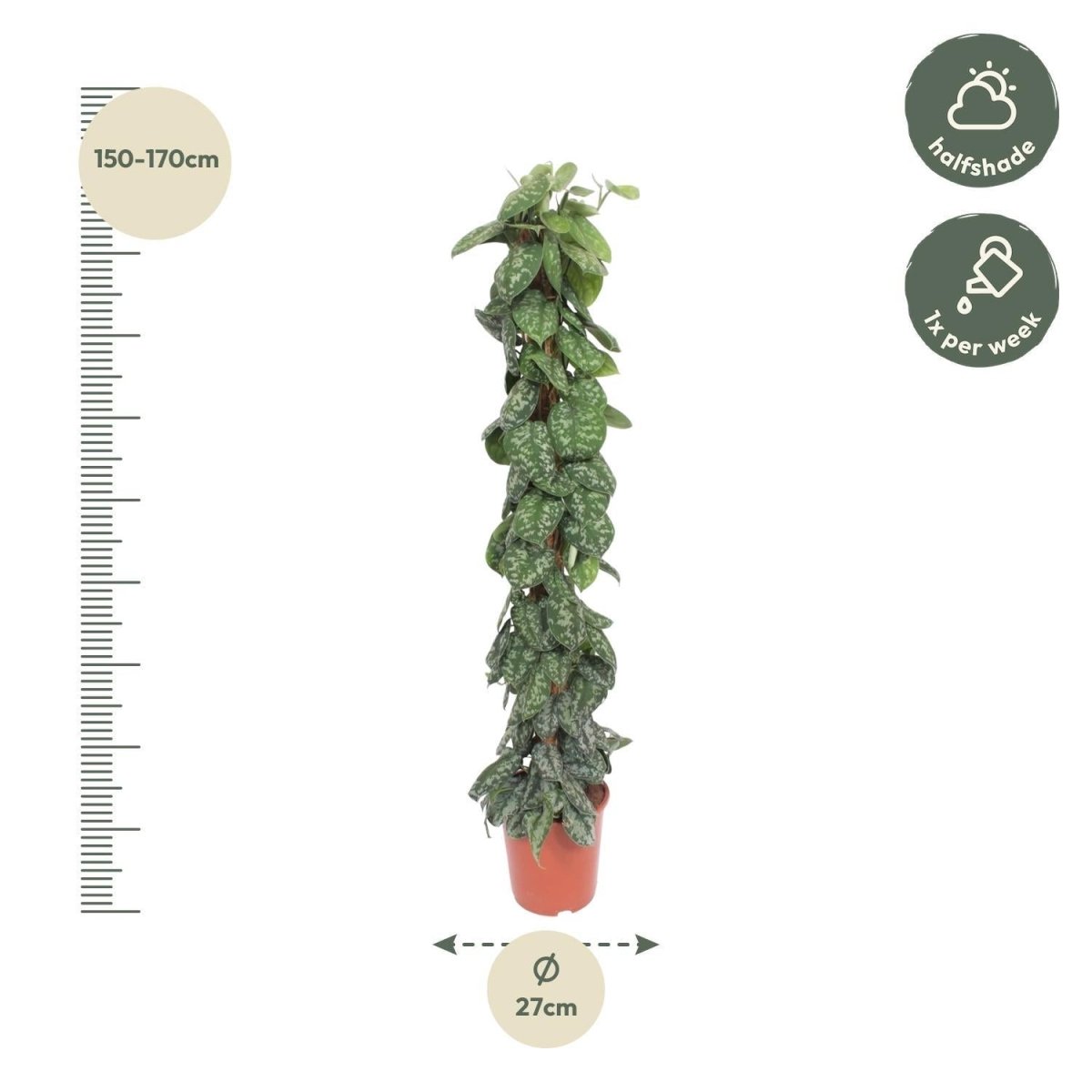 Scindapsus Pictus Trebie mosstok 4 - LushLeaf | Online planten bestellen