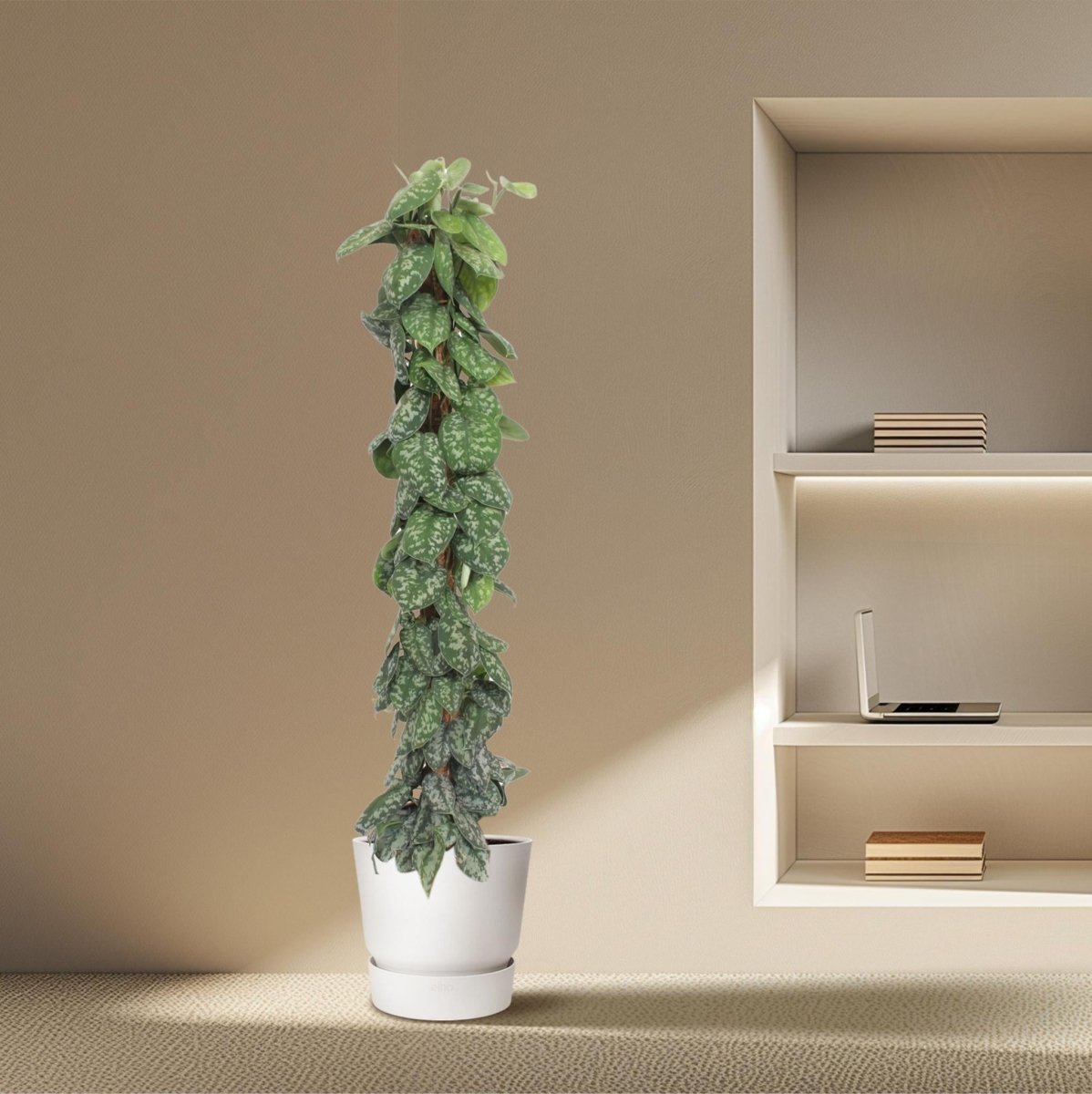 Scindapsus Pictus Trebie mosstok 3 - LushLeaf | Online planten bestellen