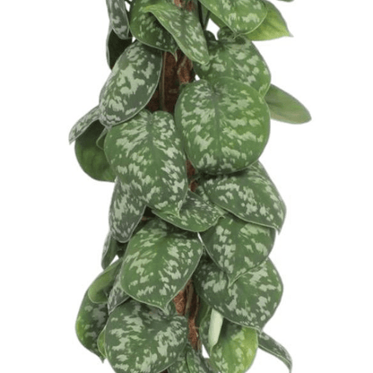 Scindapsus Pictus Trebie mosstok 2 - LushLeaf | Online planten bestellen