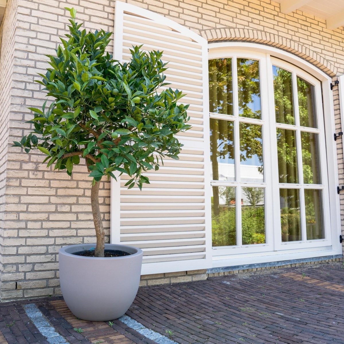 Sinaasappelboom 3 - LushLeaf | Online planten bestellen