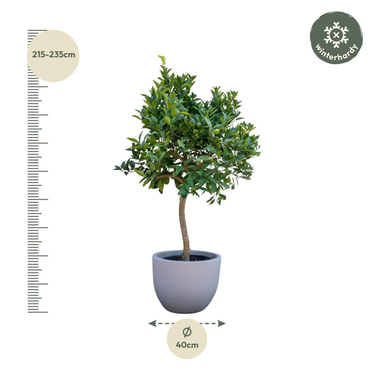 Sinaasappelboom 5 - LushLeaf | Online planten bestellen