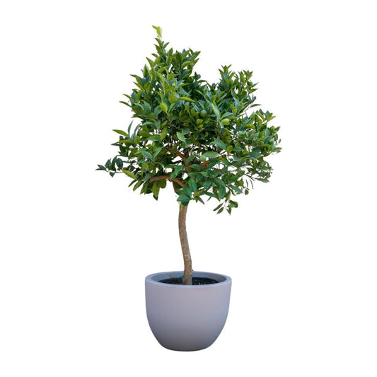 Sinaasappelboom 1 - LushLeaf | Online planten bestellen