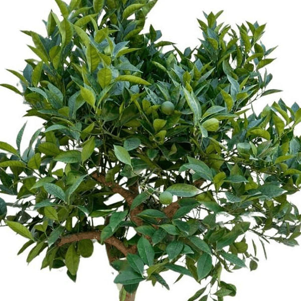 Sinaasappelboom 2 - LushLeaf | Online planten bestellen