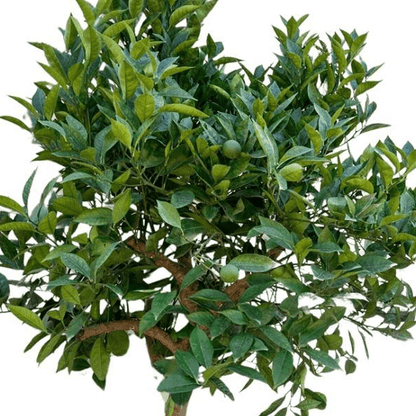 Sinaasappelboom 2 - LushLeaf | Online planten bestellen