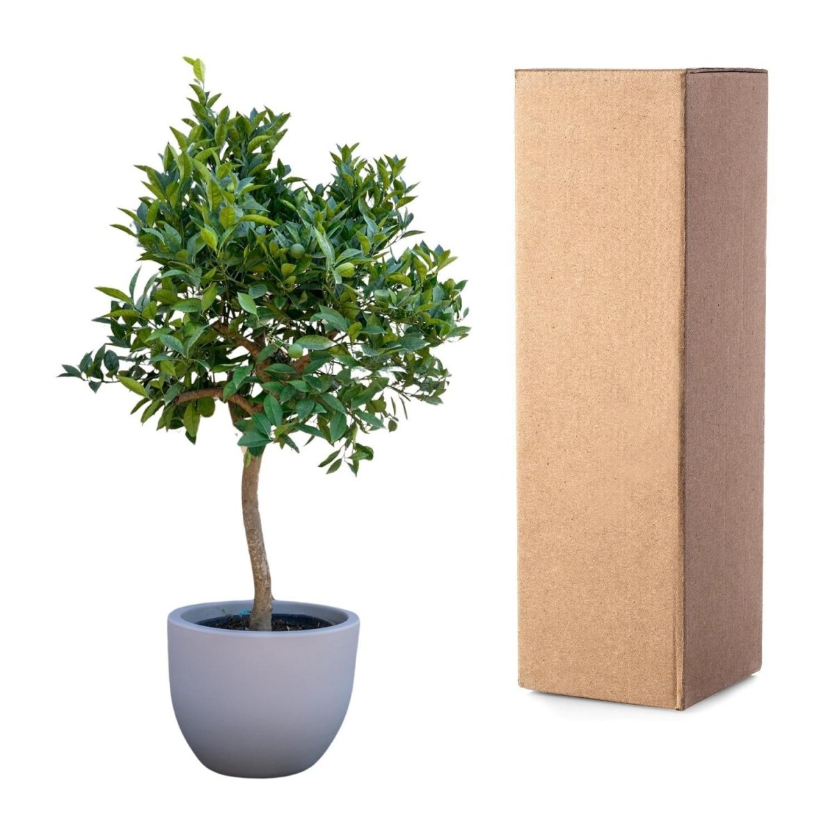 Sinaasappelboom 6 - LushLeaf | Online planten bestellen