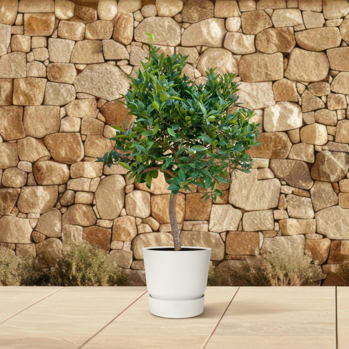 Sinaasappelboom 4 - LushLeaf | Online planten bestellen