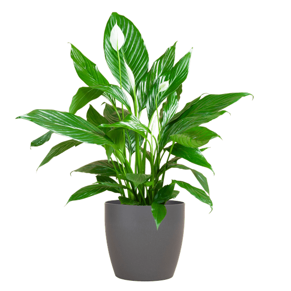 Spathiphyllum met pot 8 - LushLeaf | Online planten bestellen