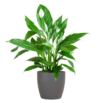 Spathiphyllum met pot 8 - LushLeaf | Online planten bestellen