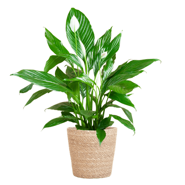 Spathiphyllum met pot 6 - LushLeaf | Online planten bestellen
