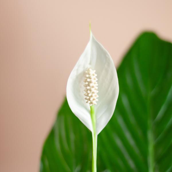 Spathiphyllum met pot 4 - LushLeaf | Online planten bestellen