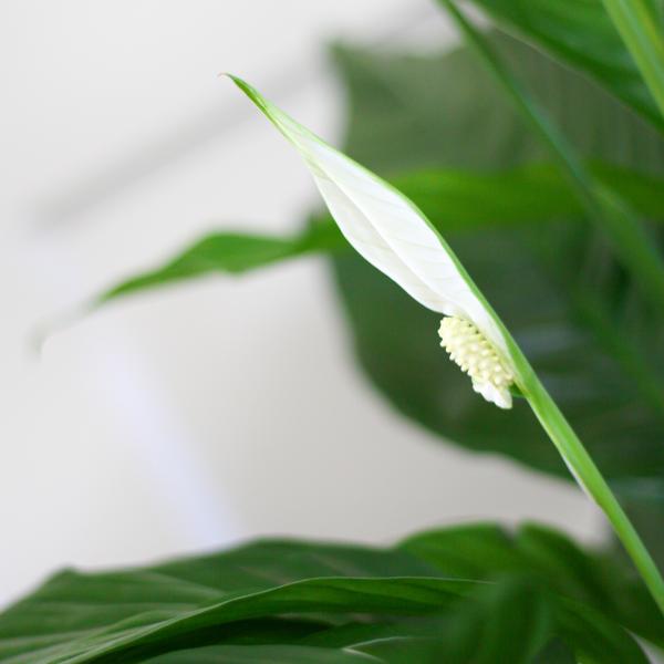 Spathiphyllum met pot 2 - LushLeaf | Online planten bestellen