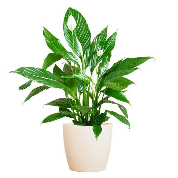 Spathiphyllum met pot 7 - LushLeaf | Online planten bestellen