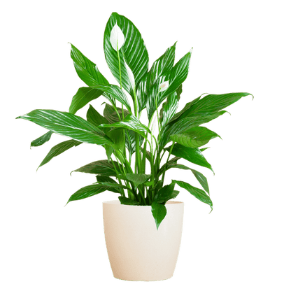 Spathiphyllum met pot 7 - LushLeaf | Online planten bestellen