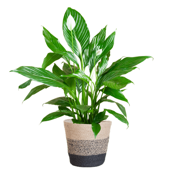 Spathiphyllum met pot 5 - LushLeaf | Online planten bestellen