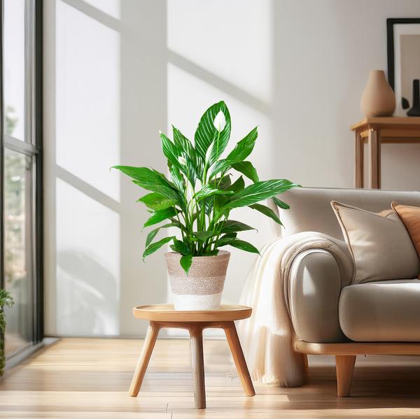 Spathiphyllum met pot 3 - LushLeaf | Online planten bestellen