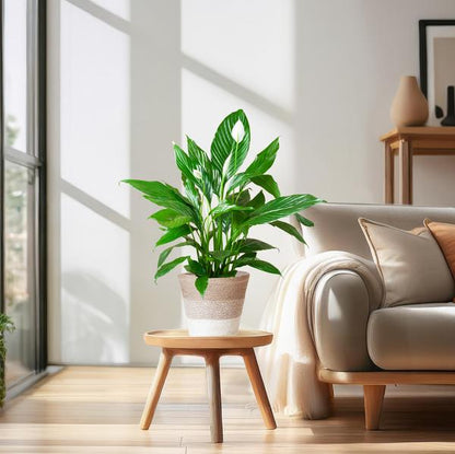 Spathiphyllum met pot 3 - LushLeaf | Online planten bestellen