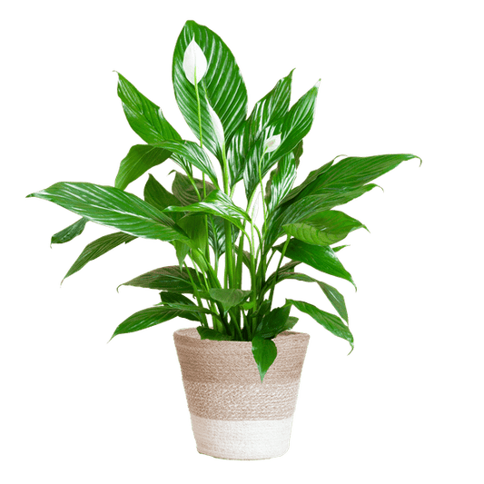 Spathiphyllum met pot 1 - LushLeaf | Online planten bestellen