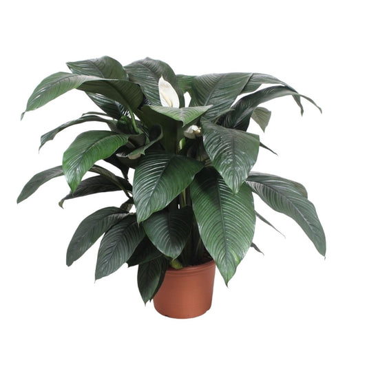 Spathiphyllum Sensation 1 - LushLeaf | Online planten bestellen
