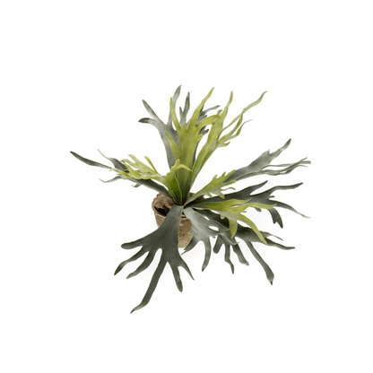 Staghorn Fern - Hertshoorn | Kunstplant 1 - LushLeaf | Online planten bestellen