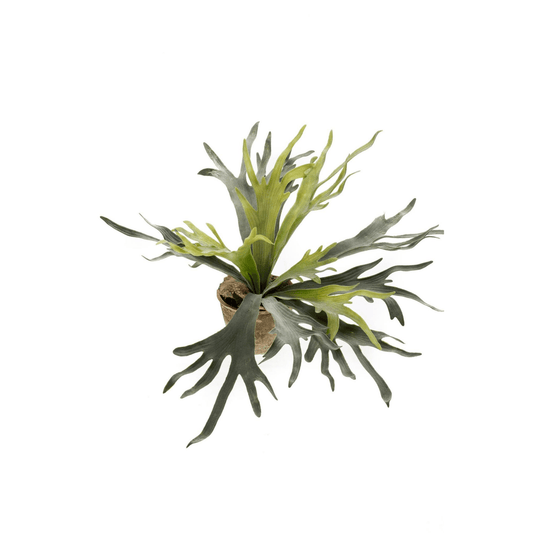 Staghorn Fern - Hertshoorn | Kunstplant 1 - LushLeaf | Online planten bestellen