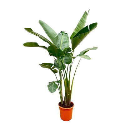 Strelitzia Augusta de luxe XXL 1 - LushLeaf | Online planten bestellen