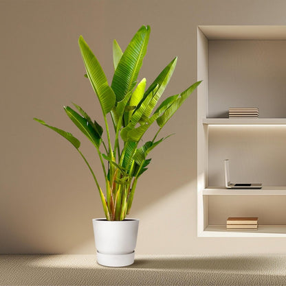 Strelitzia Augusta multi stam XXL 3 - LushLeaf | Online planten bestellen
