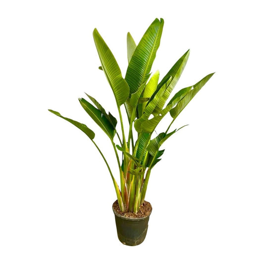 Strelitzia Augusta multi stam XXL 1 - LushLeaf | Online planten bestellen